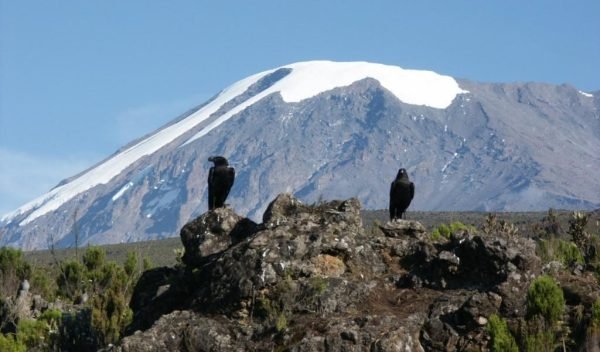 AA-Kilimanjaro-0